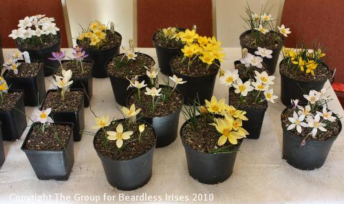 08 Crocus display